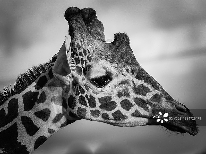 长颈鹿特写镜头图片素材