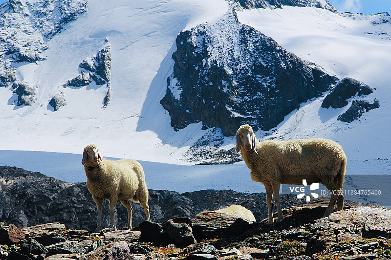 两只绵羊站在白雪覆盖的田野上，背景是奥地利的山脉图片素材