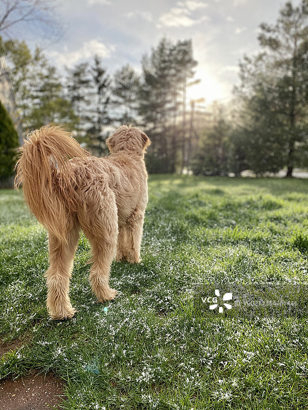 可爱棕色泰迪贵宾犬站在草地上的背影图片素材