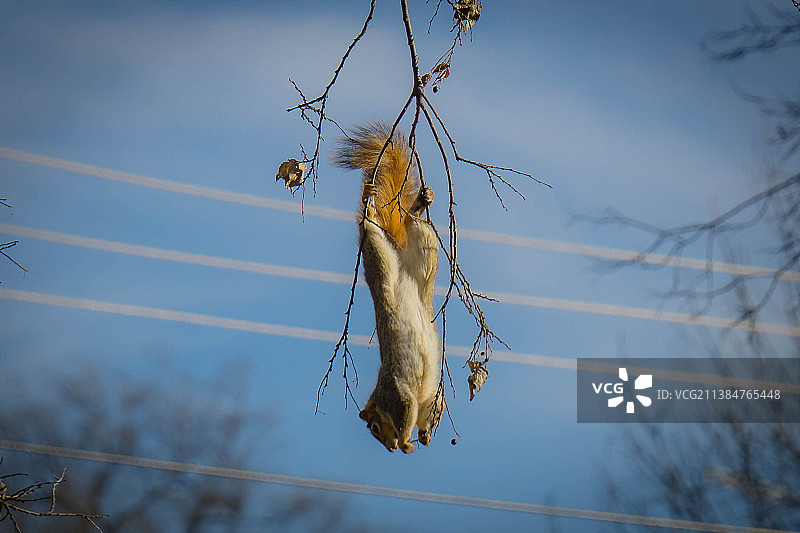 松鼠杂技，低角度观察树枝上动物尸体图片素材