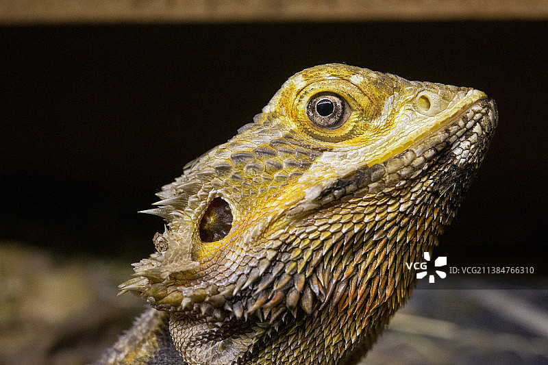 鬃狮蜥，鬣蜥的特写图片素材