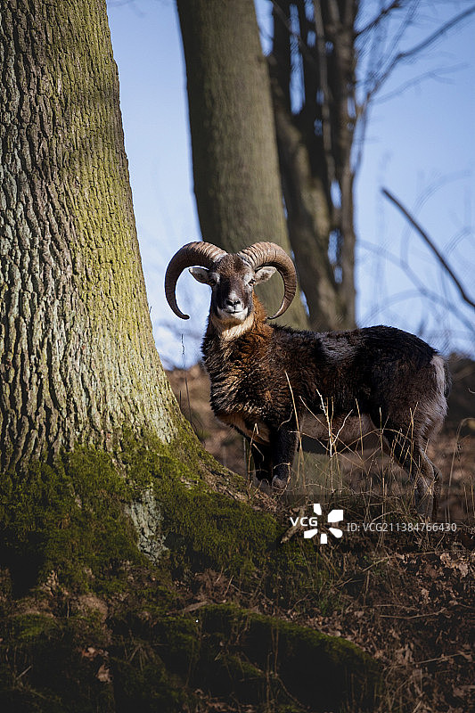 站在岩石上树丛前的盘羊肖像图片素材