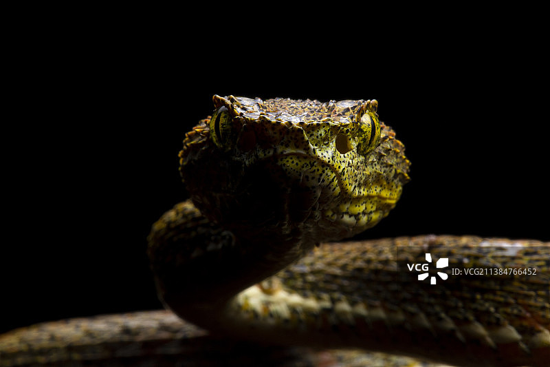 黑背景下的响尾蛇特写，厄瓜多尔图片素材