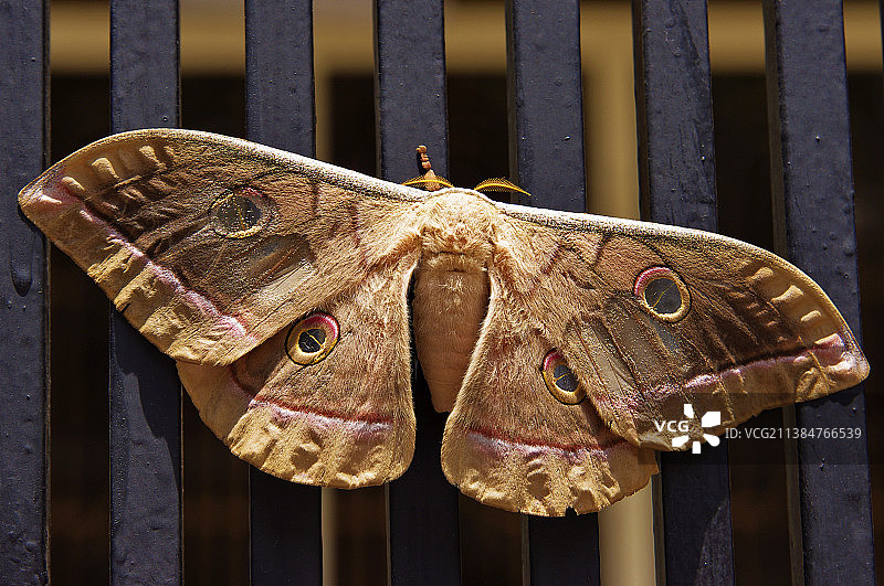 多眼绿天蚕蛾，胡志明市，越南图片素材