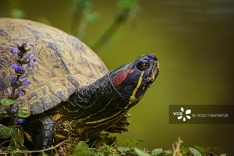 乌龟的智慧，法国勒芒的乌龟壳特写图片素材