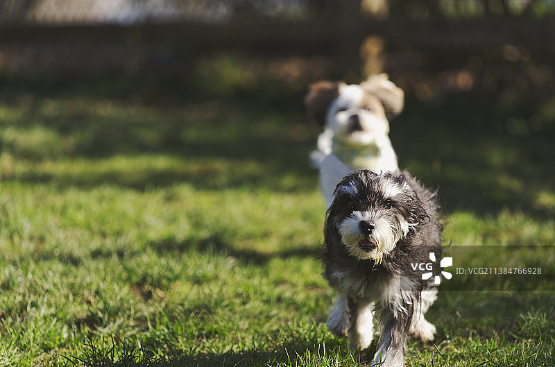 草地上休息的拉萨犬肖像，默瑟岛，华盛顿州，美国图片素材