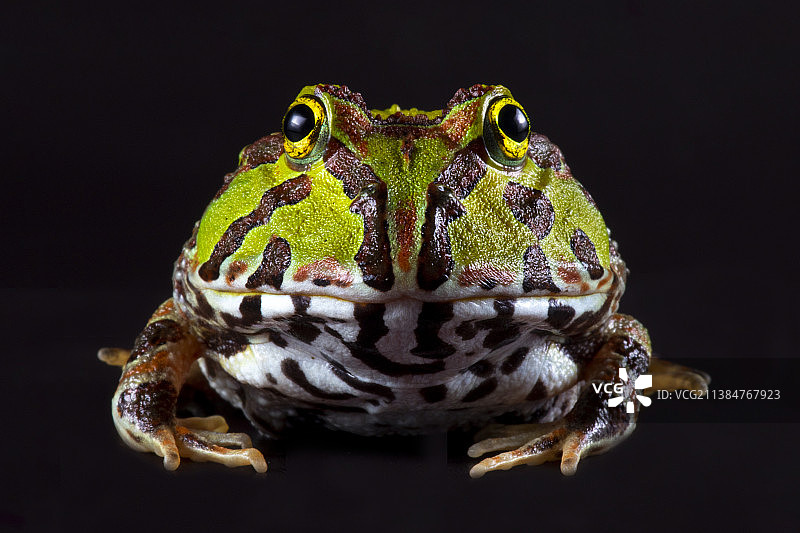 黑背景下的普通青蛙特写，厄瓜多尔图片素材