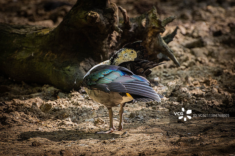 勒芒的鸟类，栖息在田野上的鸭子特写图片素材