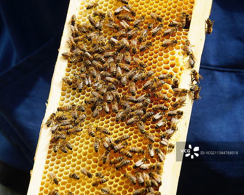 蜂巢上的蜜蜂特写图片素材