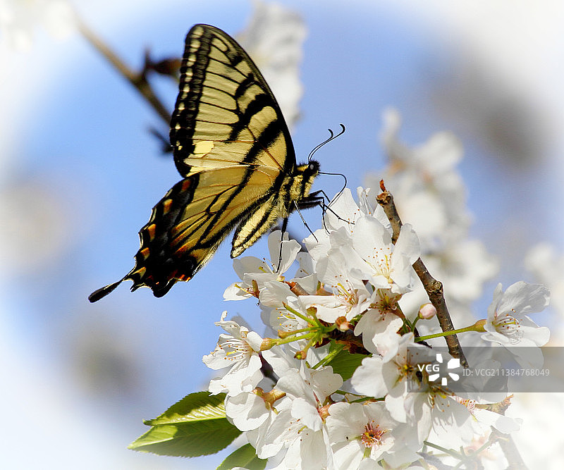 樱花与蝴蝶，蝴蝶在花上授粉的特写图片素材
