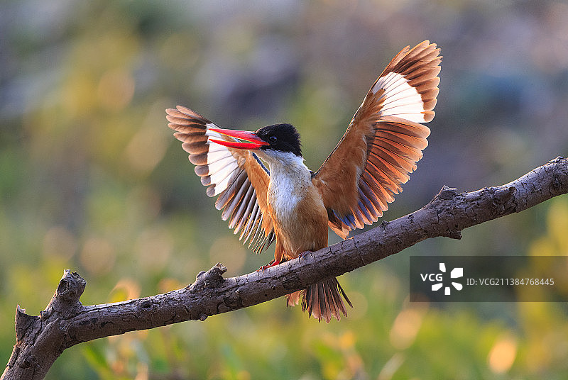 栖息于树枝上的热带画眉鸟特写图片素材