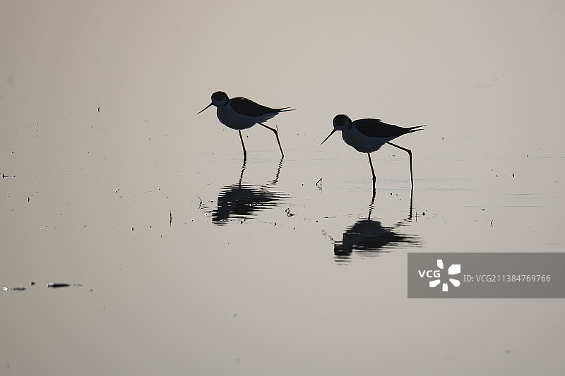 两只黑翅长脚鹬图片素材