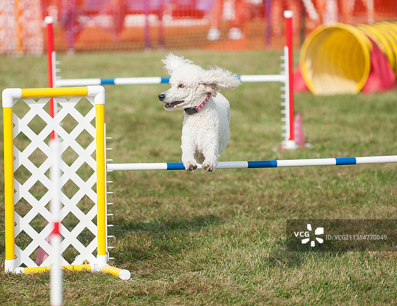 标准贵宾犬在敏捷比赛中跳跃障碍，美国纽约图片素材