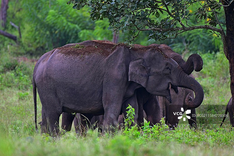 大象在树荫下进行泥浴的侧面照图片素材