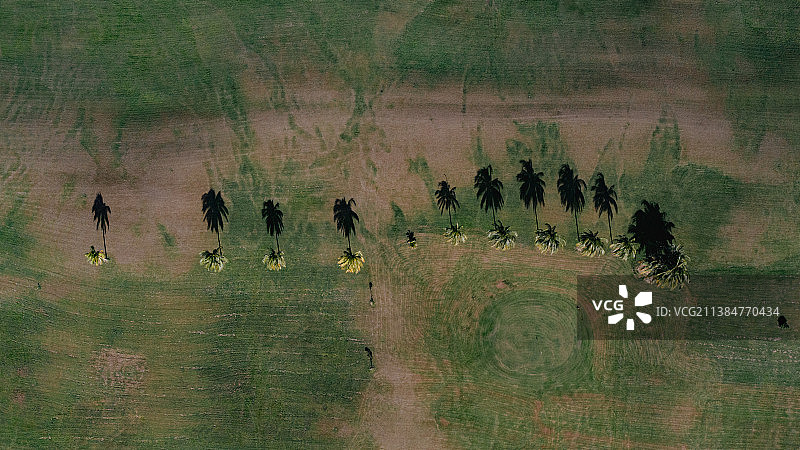特立尼达和多巴哥，田野上骏马 grazing 的航拍图片素材