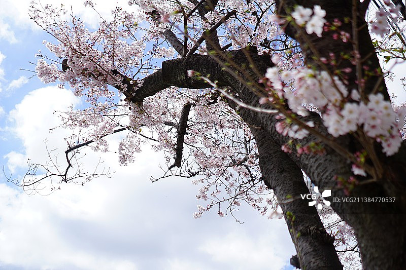樱花对着天空的低角度视角图片素材