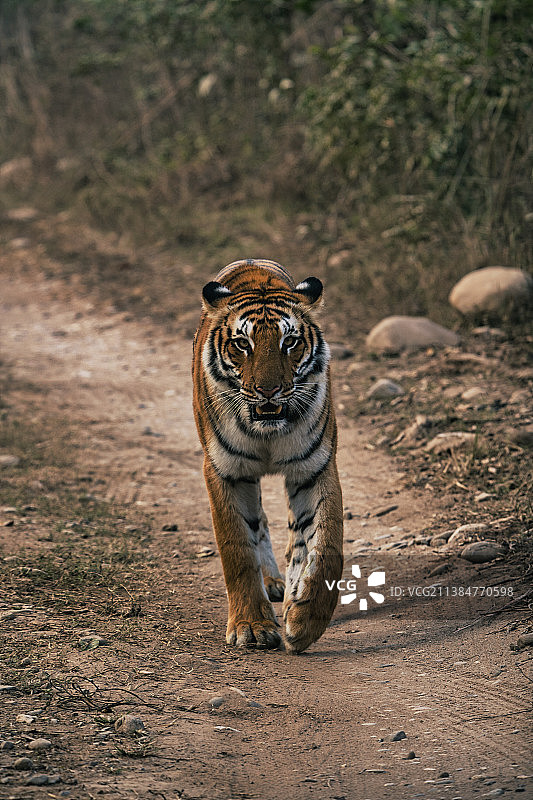 印度吉姆·科比特国家公园，行走在田野上的老虎肖像图片素材