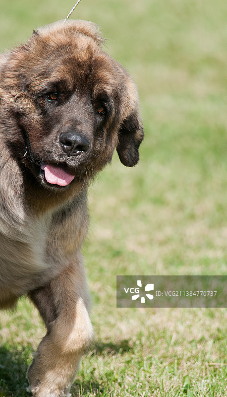 美国纽约狗展上的莱昂贝格犬头部特写图片素材