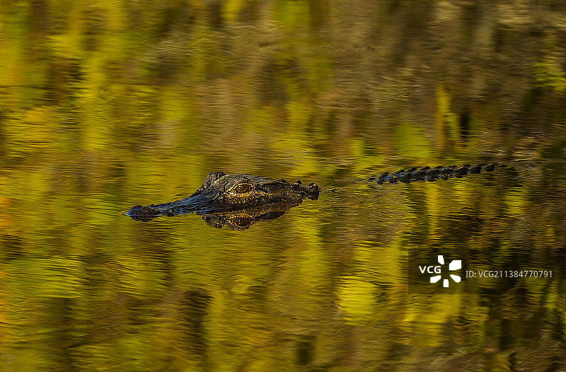 伏击中，美国短吻鳄在水中，梅里特岛国家野生动物保护区，美国图片素材