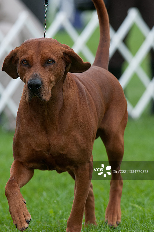 猎浣熊犬在萨普森州立公园的写真，美国图片素材