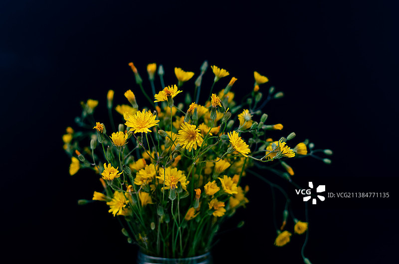 乌克兰，黑色背景下花瓶中黄色花朵的特写图片素材