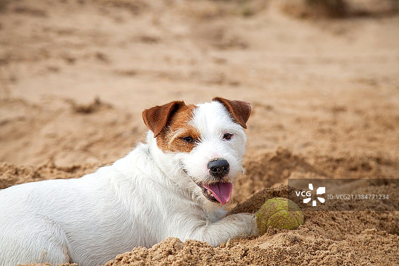 沙滩上梗犬特写图片素材