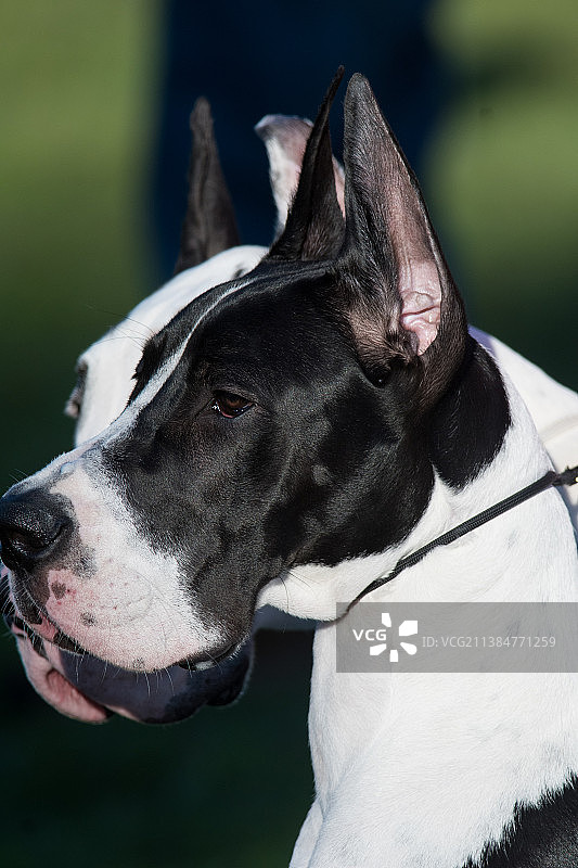 美国纽约大丹犬特写图片素材