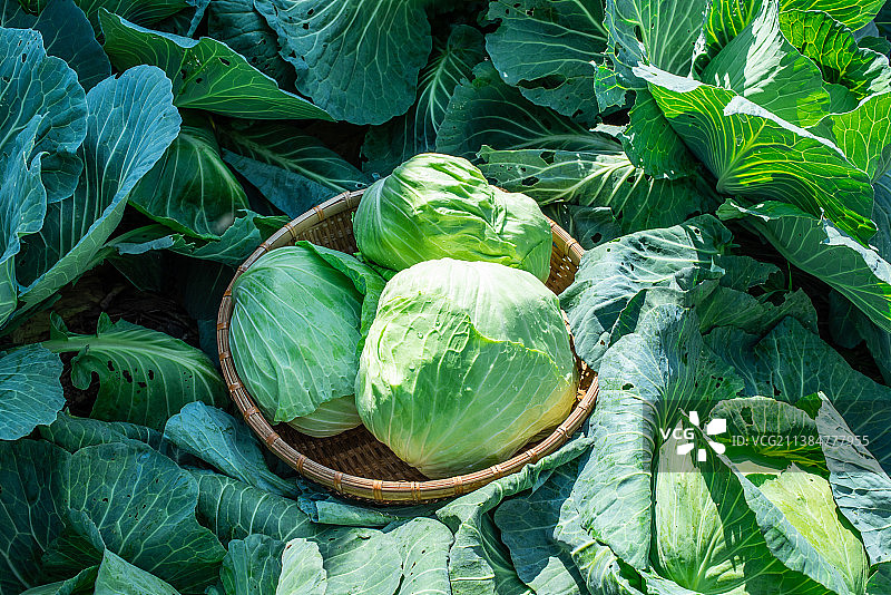 菜园采摘的新鲜有机蔬菜包菜图片素材