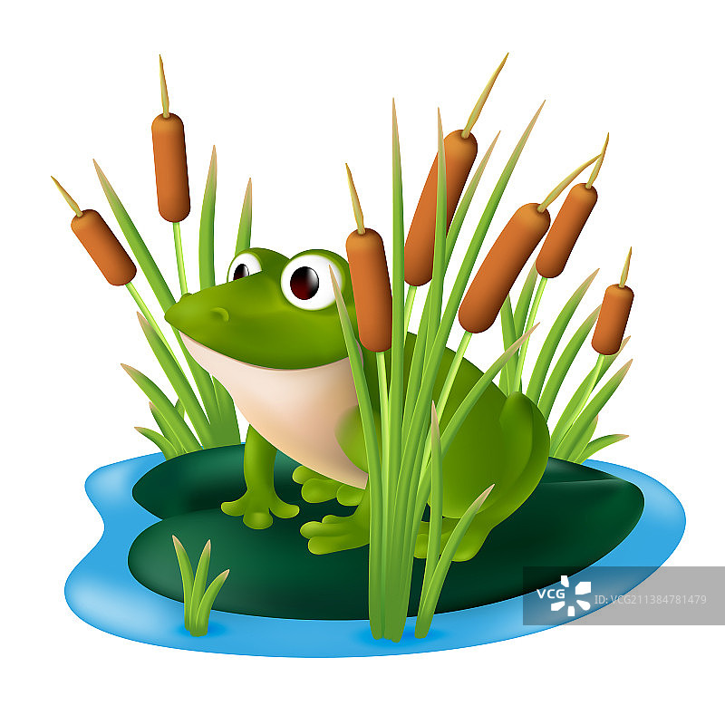 荷叶上的绿色青蛙图片素材
