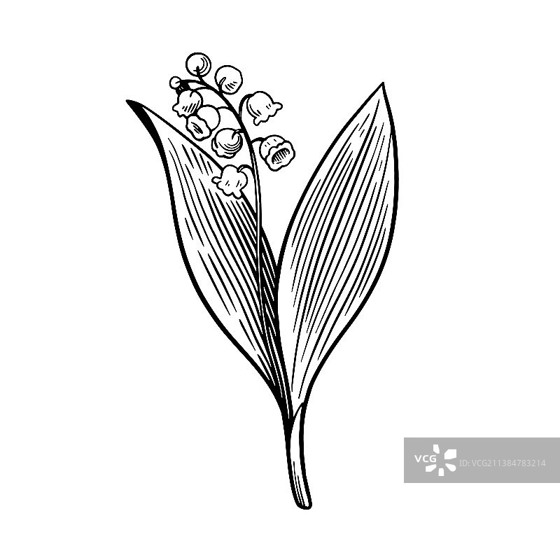 白色背景上的铃兰图片素材