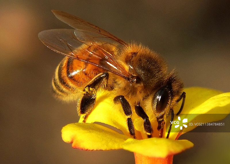 蜜蜂图片素材
