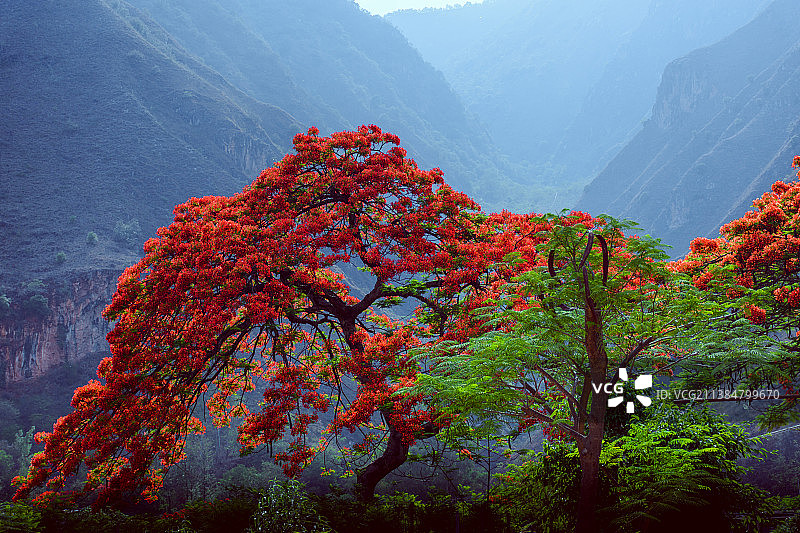 远山前的红色凤凰木图片素材