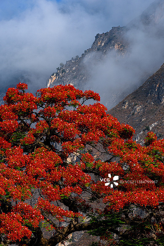 大山前的凤凰木图片素材