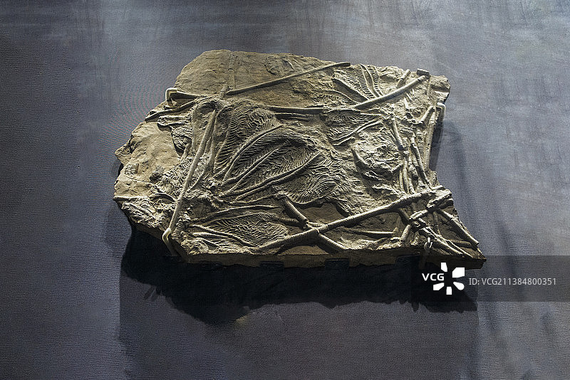 贵州省博物馆馆藏古生物王国--贵州古海生动物化石贵州龙系列图片素材