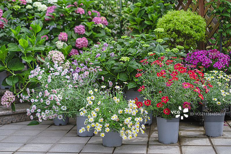 雨后花园里的多盆开花植物图片素材