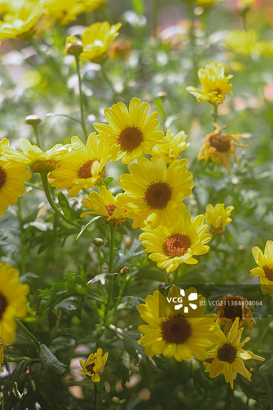 春天盛开的黄色玛格丽特花图片素材