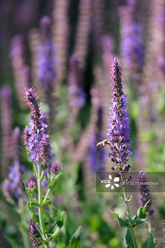 林荫鼠尾草特写屏保锁屏画面背景图片素材