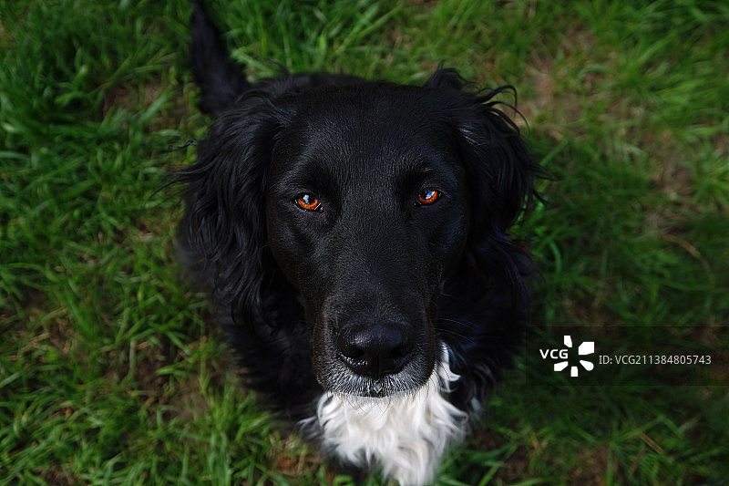 小狗帕洛玛的眼睛，黑色狗狗在田野上的特写，美国堪萨斯州奥斯卡卢萨图片素材