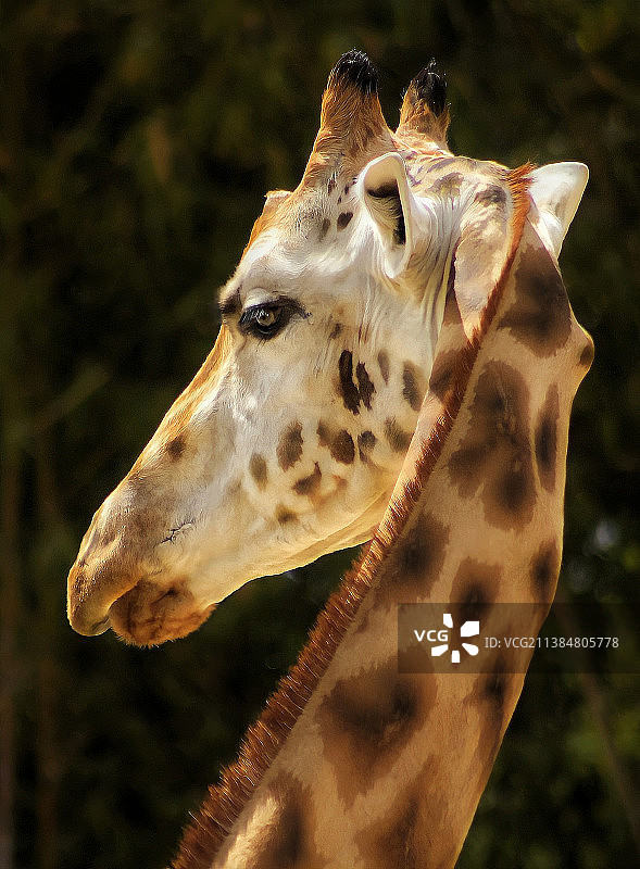 长颈鹿颈部特写，背景是树木图片素材