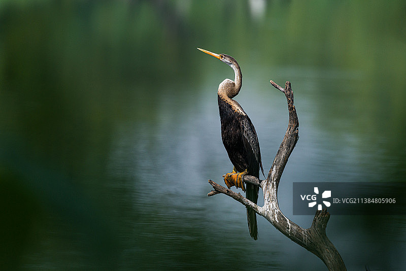 印度蛇鹈特写，栖息在树枝上，位于印度拉贾斯坦邦的伯拉德普尔图片素材
