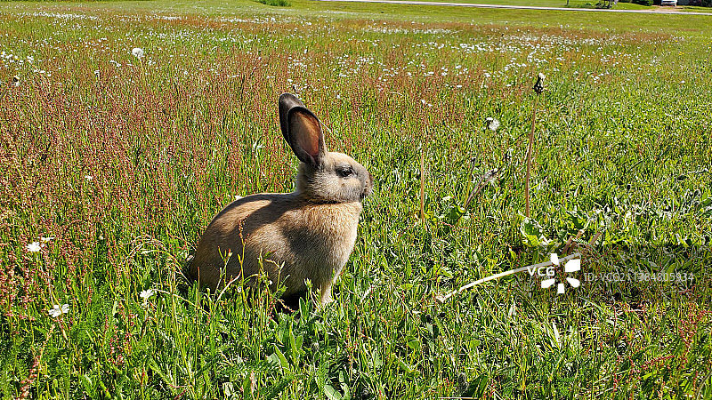 加拿大爱德华王子岛田野兔子特写图片素材
