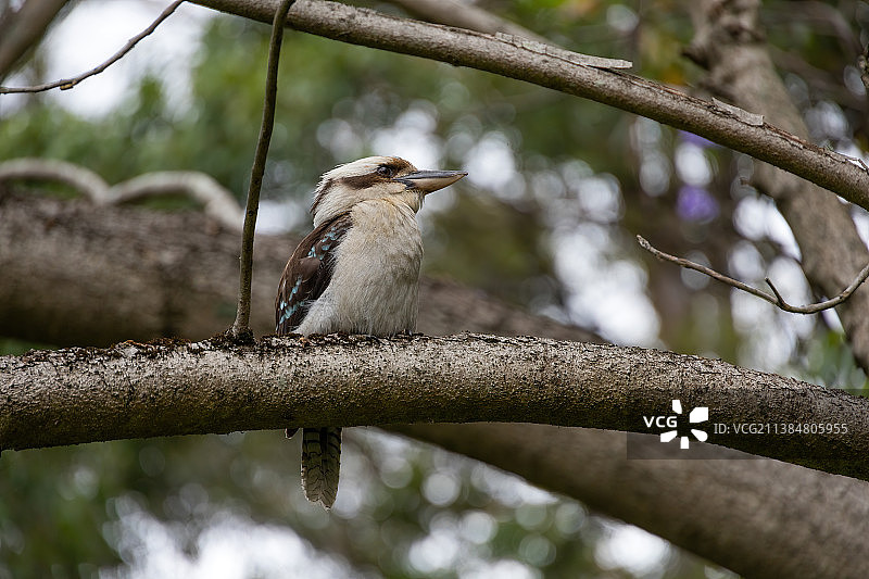 澳洲新南威尔士州悉尼的笑翠鸟特写图片素材
