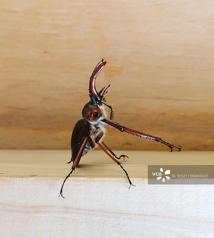 智利科伊艾克墙上的昆虫特写图片素材