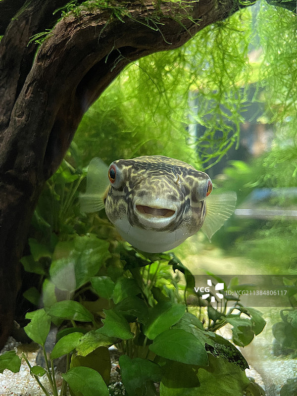 树上的青蛙特写图片素材