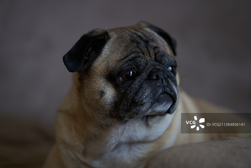 哈巴狗特写图片素材