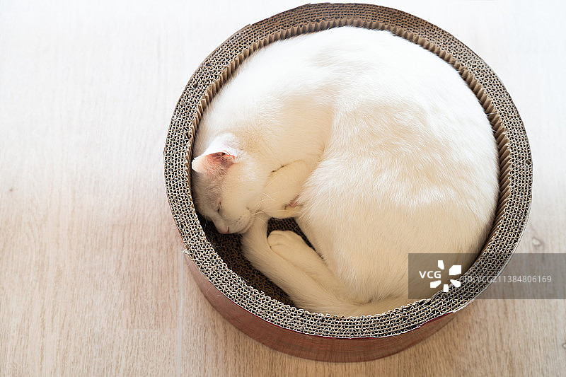 特写：桌子上碗里的猫图片素材