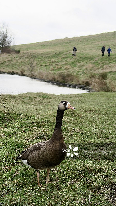 亚瑟王座下草地上的鹅图片素材