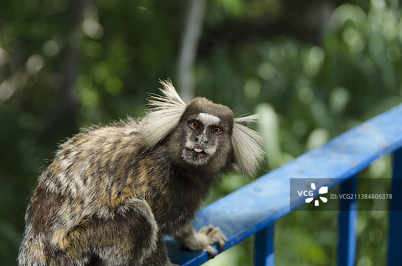 坐在栏杆上的狨猴 портрет图片素材