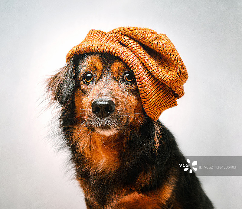 酷狗狗的白色背景特写图片素材