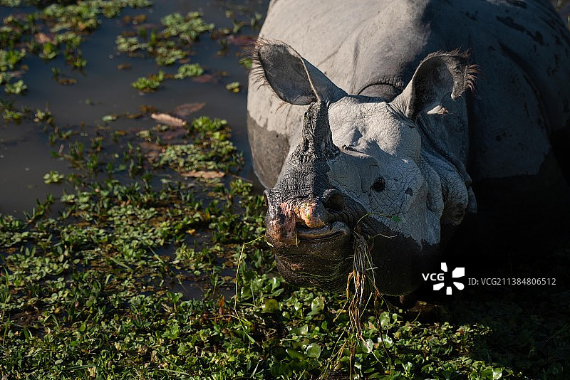 田野中水牛的高角度视图图片素材